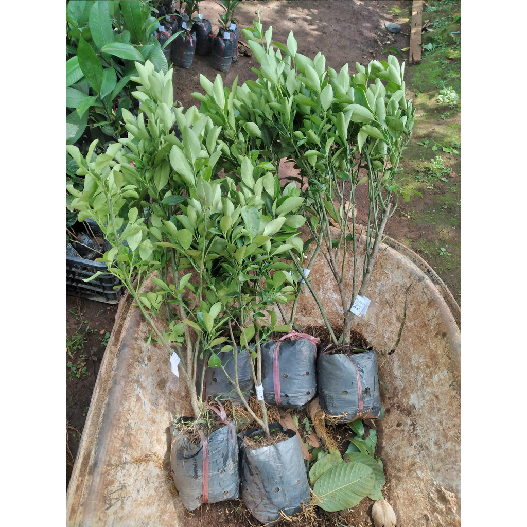 CÂY Tắc giống [ tên gọi khác : cây QUẤT ] [ GHN EXPRESS