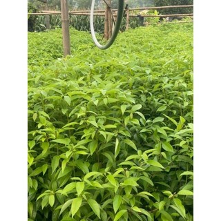 CÂY LONG NÃO GIỐNG
