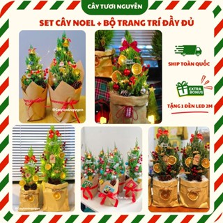 [FULL SET] CÂY SƠN TÙNG, CÂY TÙNG THƠM NOEL kèm Đồ trang trí, Tự Trang Trí Tại Nhà Đáng Yêu Trang Trí Giang Sinh Noel