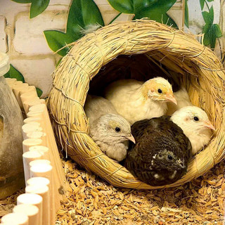  Tổ Rơm Cho Vẹt Love Bird Tổ Chim Chào Mào Ổ Rơm Cho Chim Yến Hót Tổ Rơm Cho Yến Phụng Tổ Rơm Cho Gà Rutin 