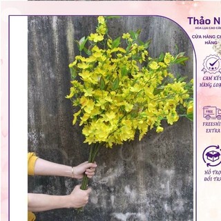 hoa mai giả