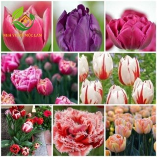 Củ hoa Tulip chuẩn Hà Lan đẹp trồng tết 20 ngày nở Củ giống trồng chơi Hạt Giống F1
