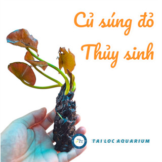 Trang trí bể cá: Củ súng đỏ (súng Thái) - Cây thủy sinh đẹp, dễ trồng, dễ chăm