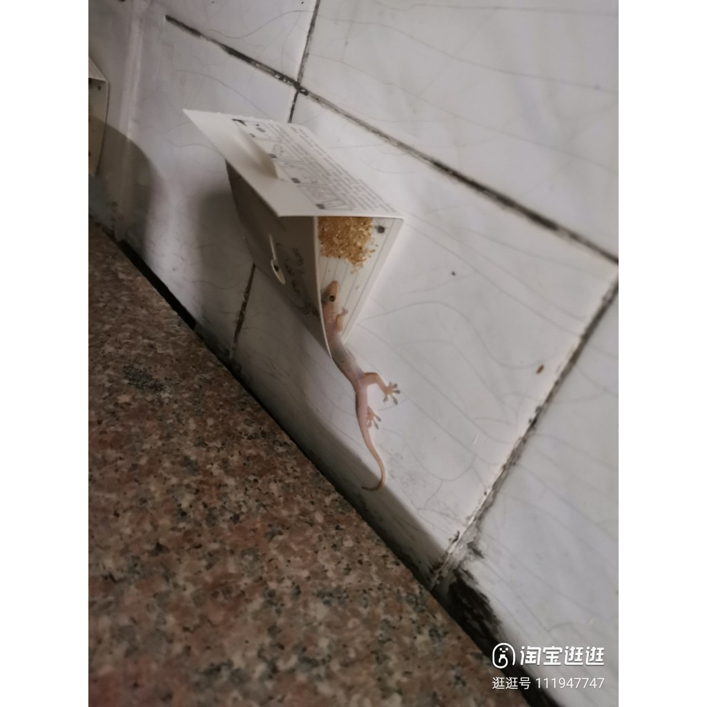 1 Keo Bắt Thằn Lằn Keo Dính Thằn Lằn Keo Dán Thạch Sùng Keo Bẫy Thằn Lằn Keo Diệt Thằn Lằn Bẫy Tắc K