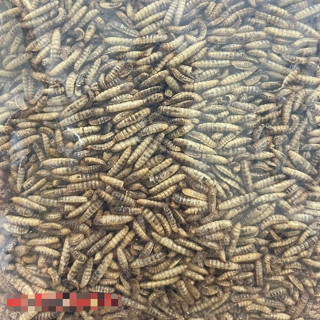  1kg Sâu Sấy Khô Canxi Sâu Khô Canxi Cho Gà Đá Sâu Khô Cho Chuột Hamster Sâu Canxi Cho Chim Sâu Canxi Sữa Cho Gà Đẻ 