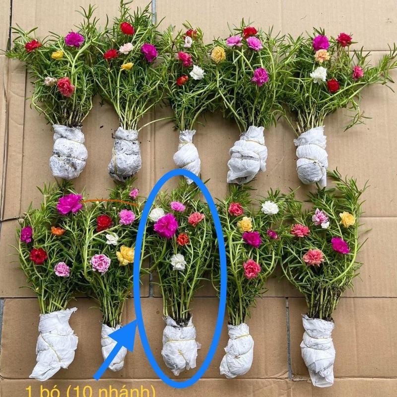 Hoa mười giờ thái - Đủ màu sắc - dễ trồng - Nhánh trồng nhanh ra hoa hơn hạt