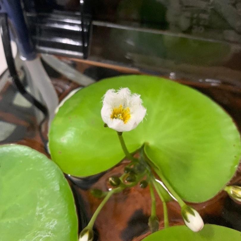 Bèo thủy nữ trang trí thủy sinh - Giá sỉ tại vườn