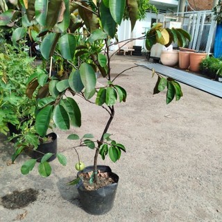 Hỏa tốc Cây Vú Sữa ( sẵn trái)