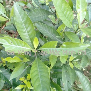 1KG Lá lấu rừng , lá lấu tươi dùng nấu xông sâu răng, nấu nước súc miệng hằng ngày