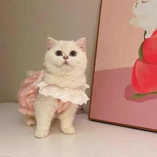 Đầm Cho Chó Dễ Thương Cho Nữ Thú Cưng Mèo Con Công Chúa Ren Bí Ngô Váy Mùa Hè Mỏng Phong Cách