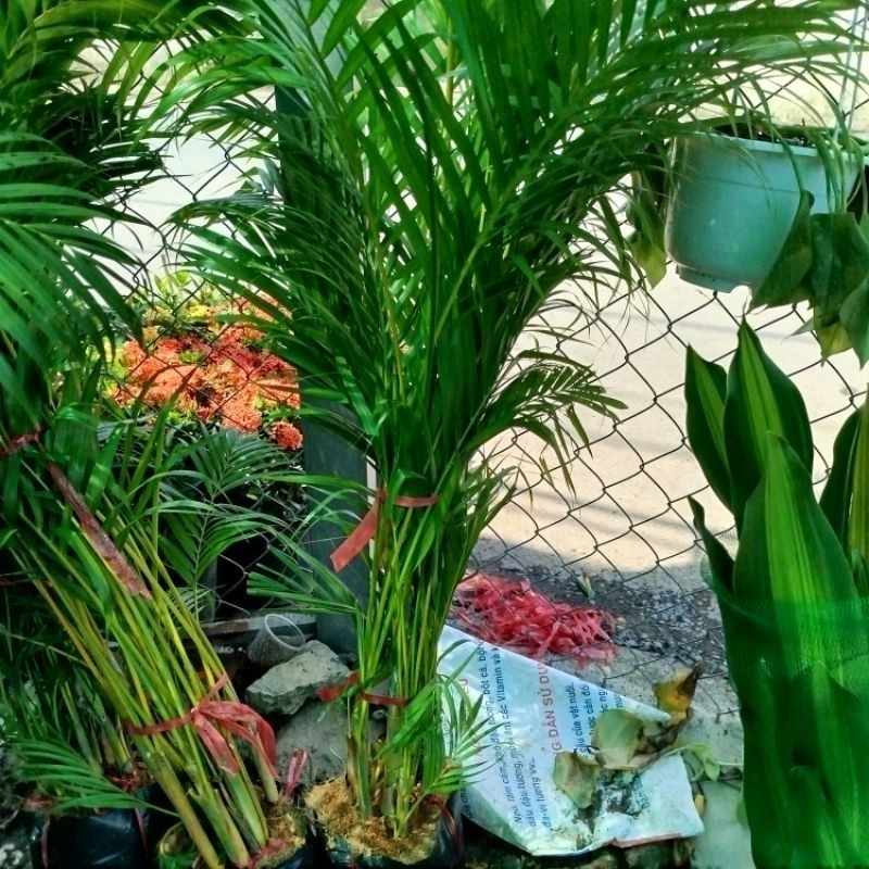 Bụi Cây Cau Kiểng (1.5)m