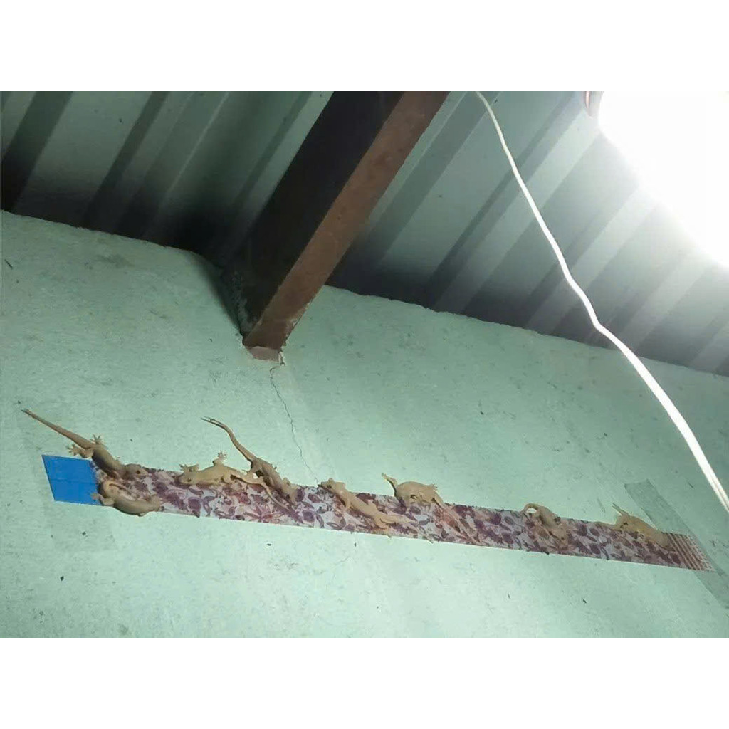 1 Miếng keo dính Thằn Lằn Keo Dán Thằn Lằn Keo Bẫy Thằn Lằn Diệt Thằng Lằn Tắc Kè Miếng Dán bắt Tắc 