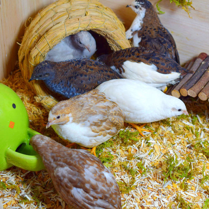 Tổ Gà Rutin Tổ Cho Gà Rutin Tổ Chim Cút Tổ Cút Hắc He Ổ Gà Rutin Ổ Cho Gà Đẻ Ổ Chim Cút Ổ Cho Thỏ TỔ