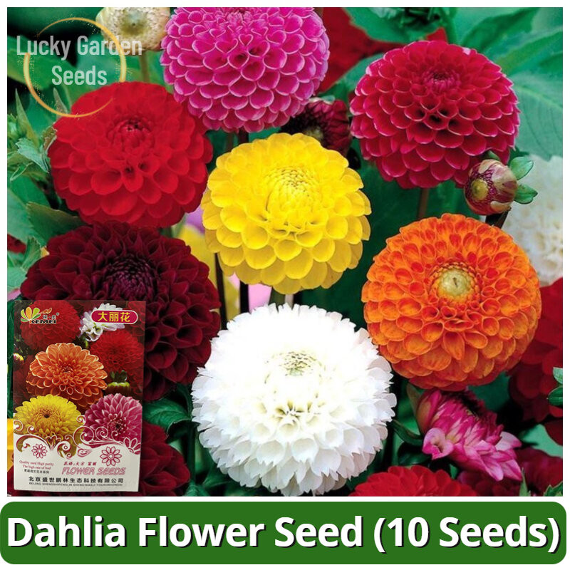 Hạt giống thực vật hoa Dahlia quý hiếm chất lượng cao (10 hạt) Dahlia Besar