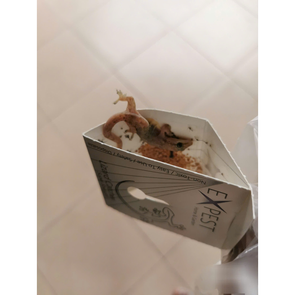 1 Keo Dính Thằn Lằn Keo Dán Thạch Sùng Keo Bắt Thằn Lằn Keo Bẫy Thằn Lằn Keo Diệt Thằn Lằn Bẫy Tắc K