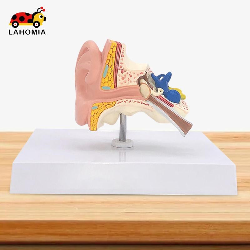 Mô hình giải phẫu tai người có đế mô hình chính xác cho giáo dục khoa học