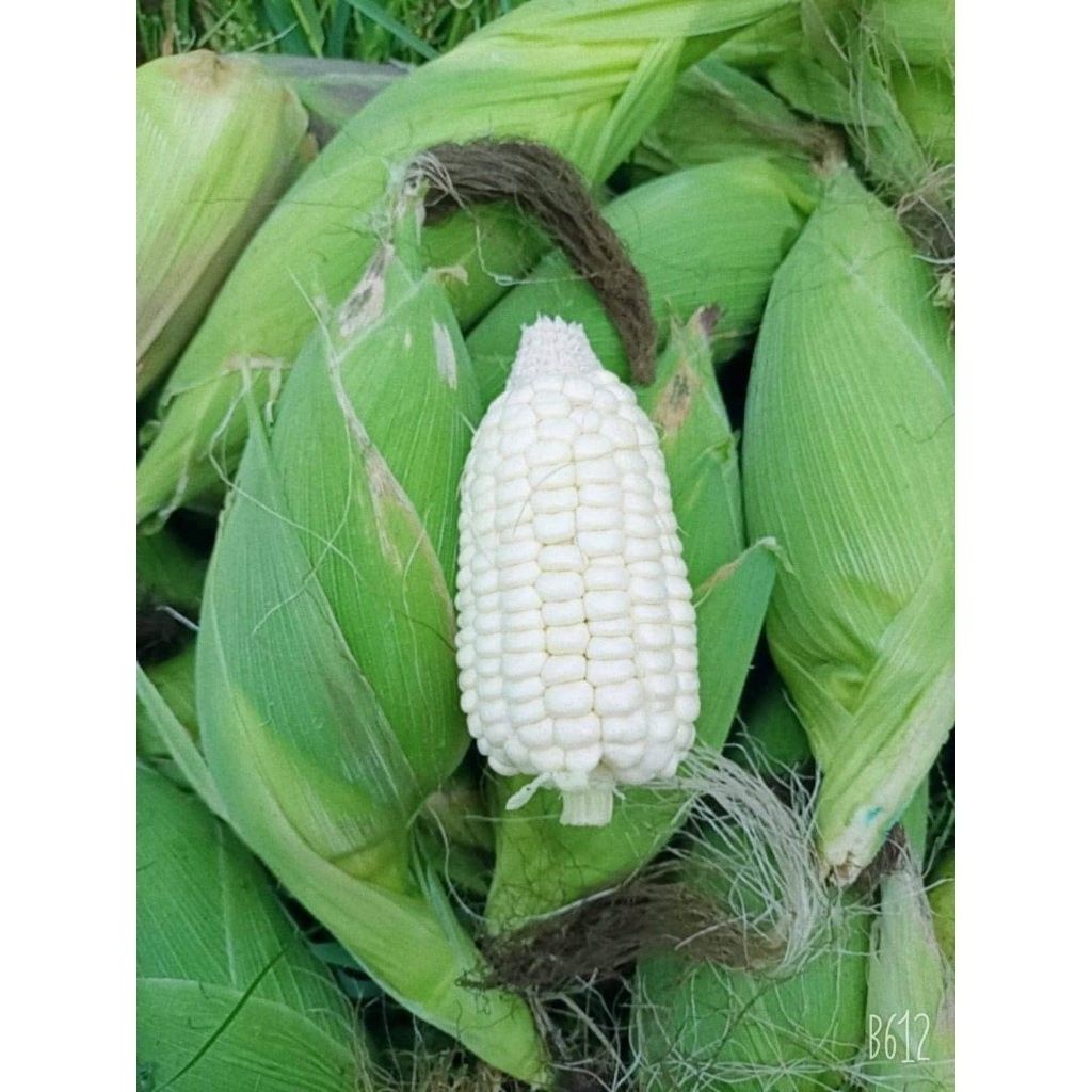 [trucvufarmphutho] hạt giống ngô nếp nù sữa (bắp nếp nù sữa) ngon, ngọt, dẻo