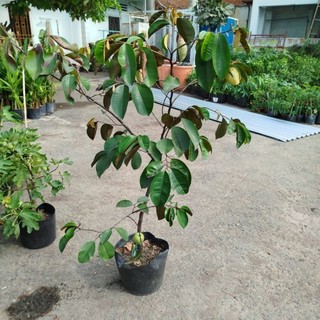 Hỏa tốc Cây Vú Sữa ( sẵn trái)