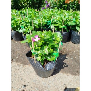 Hỏa tốc Chậu Hoa Hải Đằng ( dừa cạn )