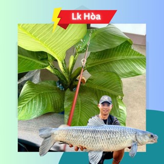   LK HÒA  NGỌN CẦN LURE LK CHEAP  CHỈ CÓ NGỌN KHÔNG KÈM GỐC CẦN  