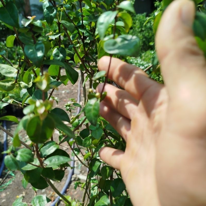 Cây Cherry Surinam ( cây cherry khía)cherry năm mỹ .sẵn hoa .trái