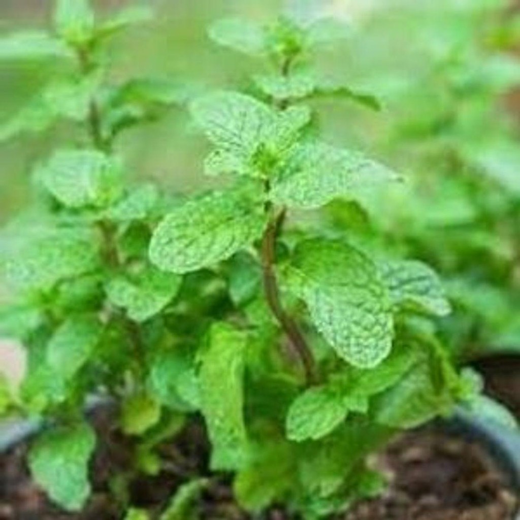 HẠT GIỐNG HÚNG LŨI - - SHOP HẠT GIỐNG CHERRY