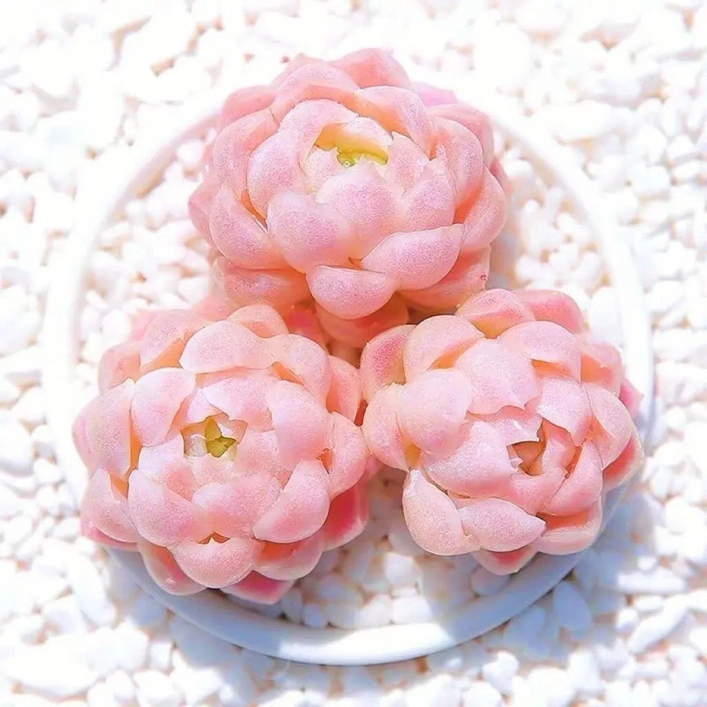 Caiyun Succulent Live Broadcast Room Lottery Link Vân Nam Côn Minh Giao hàng