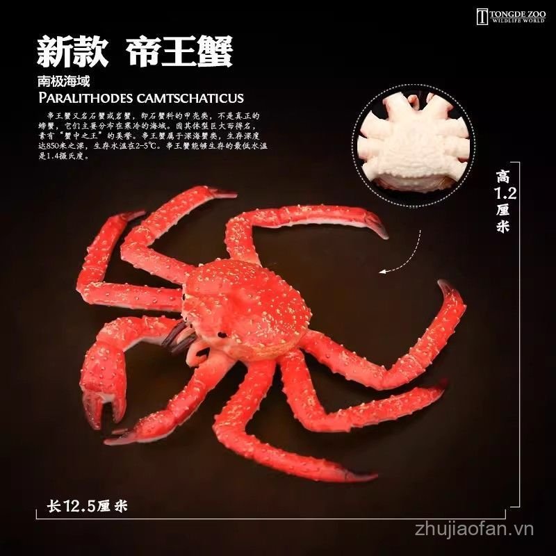 Tongde Vua Mới Cua Mô Phỏng Động Vật Mô Hình Cuộc Sống Biển Echizen Cua Đá Cua Cod Trang Trại Cua Đồ