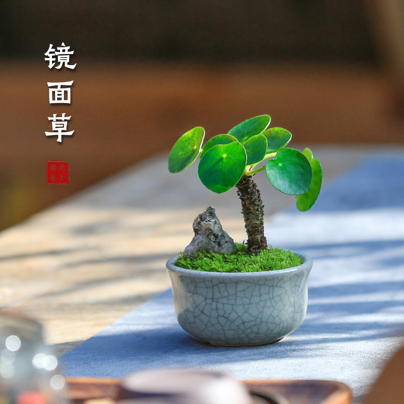 Gương Cỏ Mini Chậu Cây Xanh Trong Nhà Văn Phòng Để Bàn Cây Thủy Canh Cọc Cũ Bốn Mùa Cây Cảnh 12.28 d