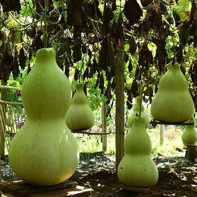 [Na Na Garden]HẠT GIỐNG BẦU HỒ LỒ KHỔNG LỒ 8-15 KG··