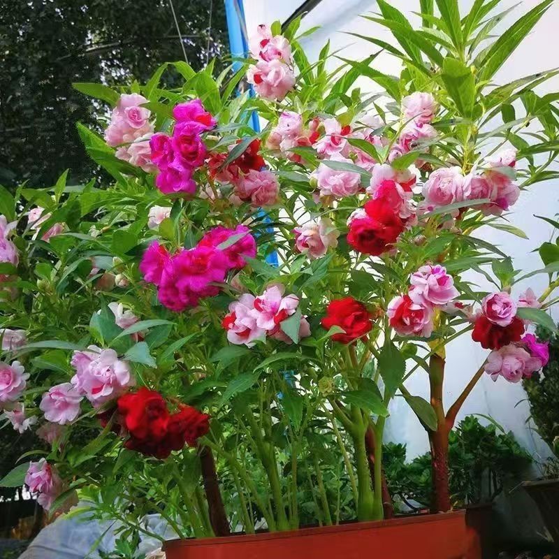 Cây Hoa Phượng Hoàng Tiên hạt nhiều màu sắc henna, phù hợp trồng trong chậu để trang trí sân ban côn