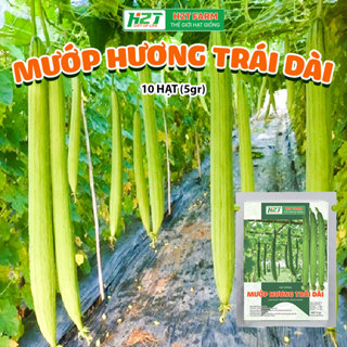 Hạt giống Mướp hương Thái trái siêu dài, thơm, ngọt - h2t farm