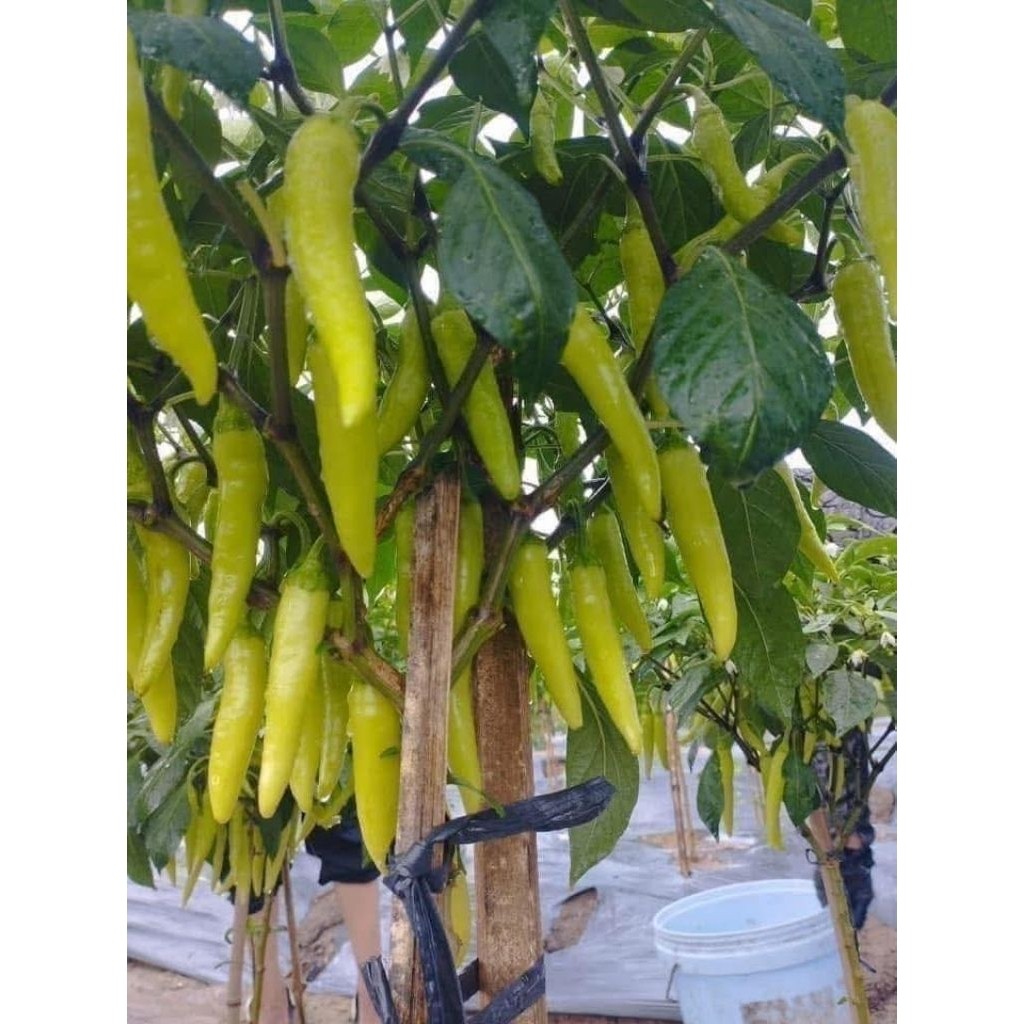 Com bo 2 cây giống ớt sừng vàng Thái Lan
