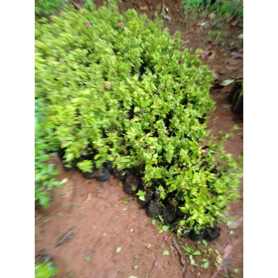 Cây giống hoa giấy mỹ (Cây Ăn Trái Giống Mới – Năng Suất Cao)
