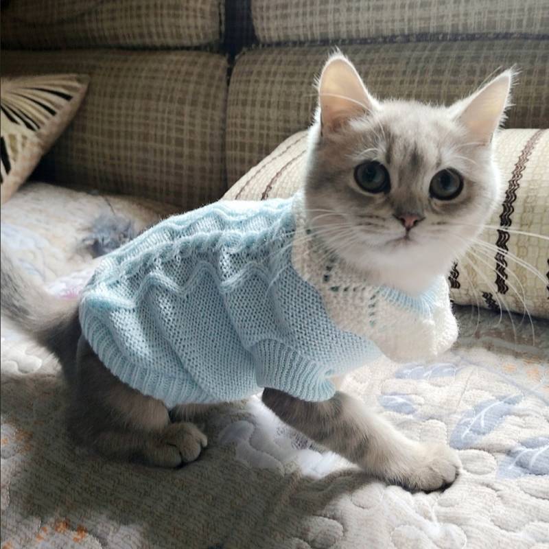 Cat Clothes Anti-Lint Ragdoll Silver Gradual Layer Blue Cat Pet Kittens Autumn and Winter Kitten Win