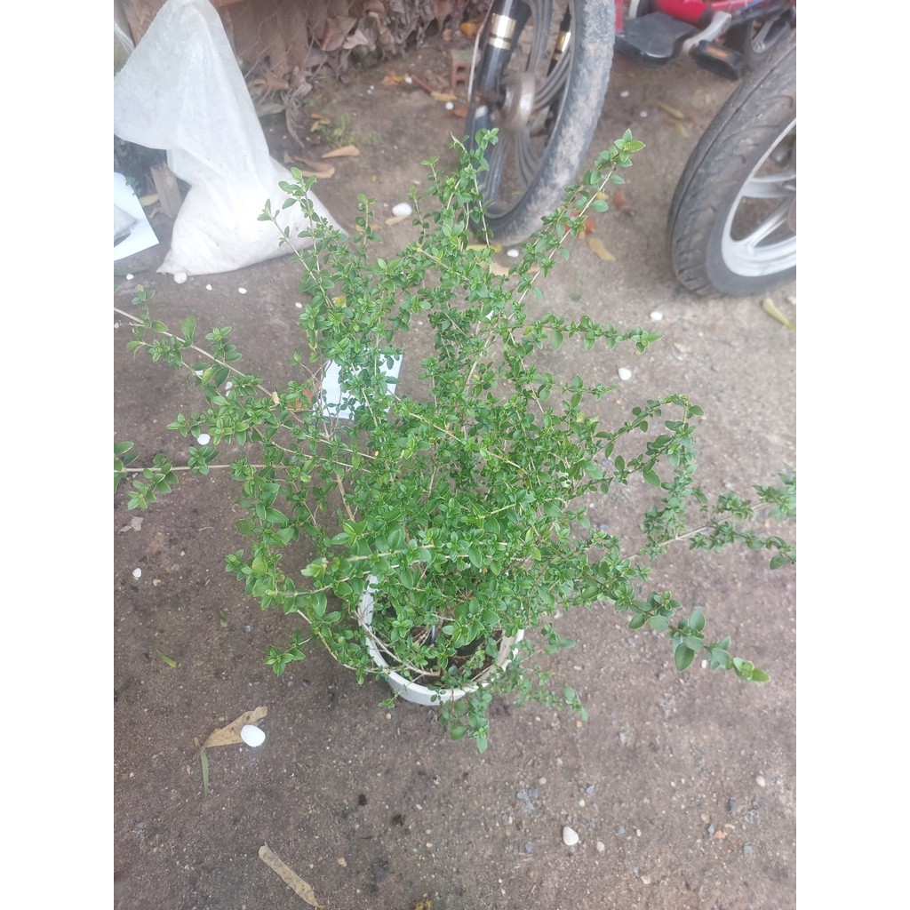 Cây Bạch Tuyết Mai