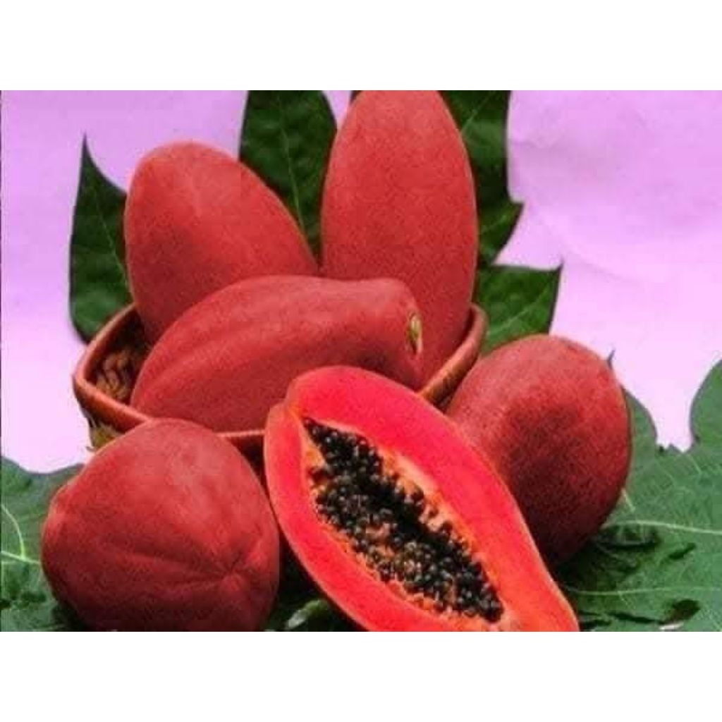 Combo 5 cây giống đu đủ vỏ đỏ ruột đỏ