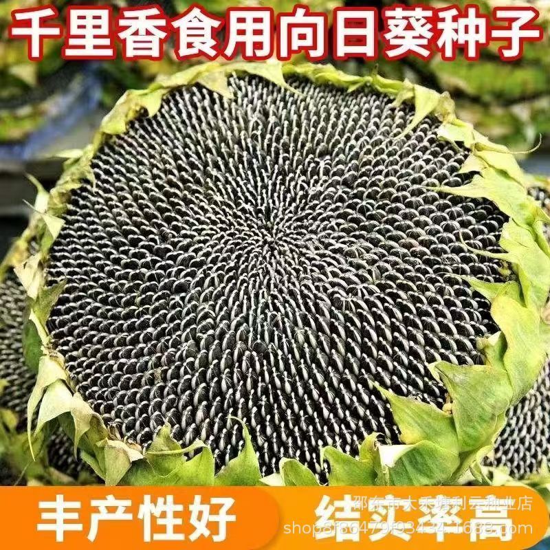 Hạt hướng dương thơm ngon Hạt hướng dương ăn được Thịt mỏng Hạt hướng dương lớn Hạt hướng dương Bốn 