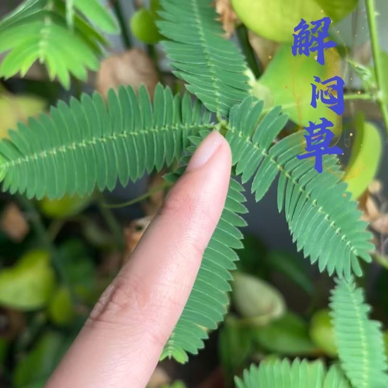 Hạt Mimosa Hạt Giống Hoa Mimosa Hạt Mimosa Hạt Bốn Mùa Chậu Cây Ban Công Hạt Mimosa260416A8 / 28