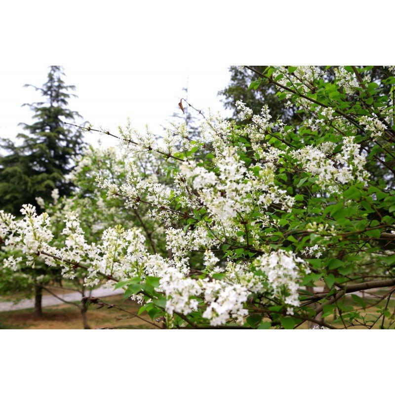 Hàng sẵn có Vận chuyển nhanh ins New Picking Bush Seed White Clove Lotus Clove Amuel Clove Four Seas