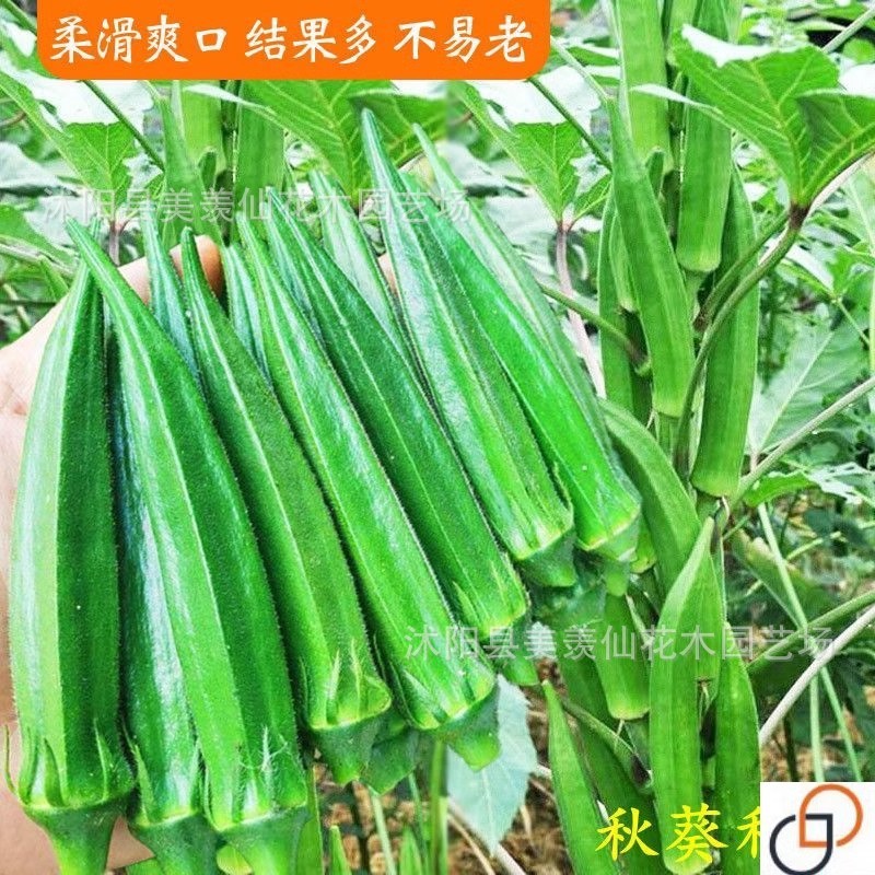 Ban công trang trại chịu nhiệt độ cao Hạt giống rau củ Daejeon10251217