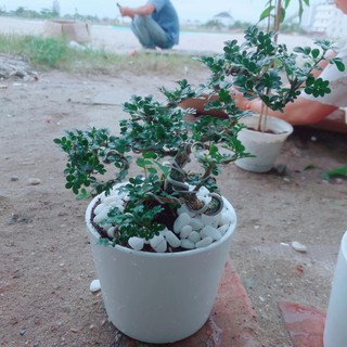 Chậu Cây Cần Thăng