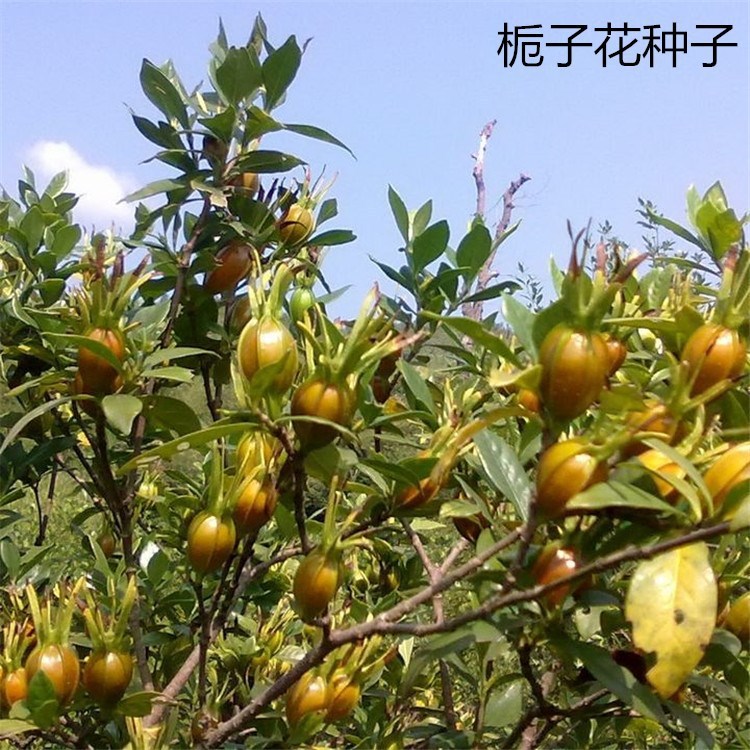 Hàng sẵn có Vận chuyển nhanh ins Hạt giống Gardenia số lượng lớn Hạt giống Gardenia nhỏ Gardenia Mou