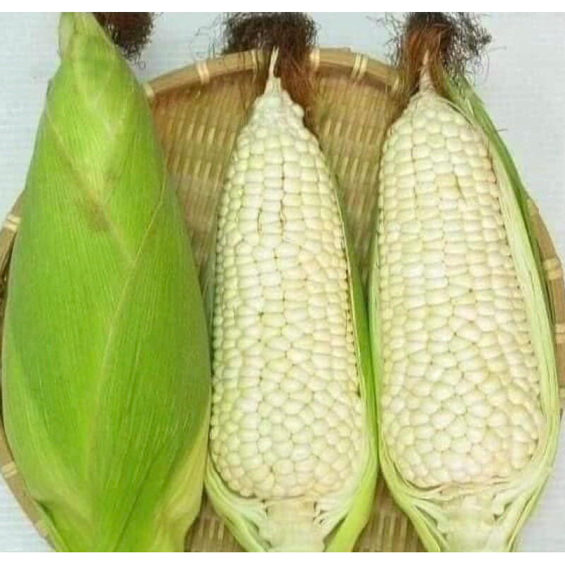 100gr Hạt giống bắp nếp nù dẻo ngọt, ngô nếp nù Trang Nông, trồng quanh năm