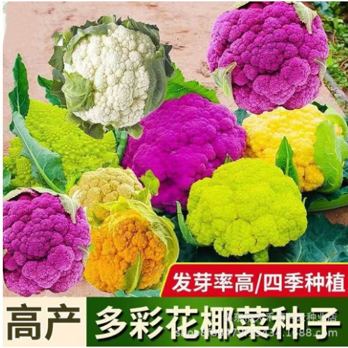 Hạt Giống Hoa Cúc Từ Đài Loan, Trồng Quanh Năm