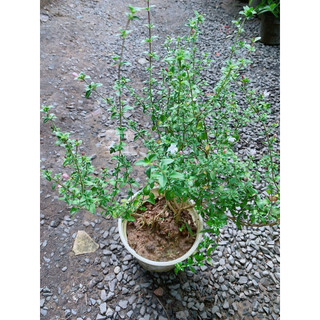 Cây Bạch Tuyết Mai
