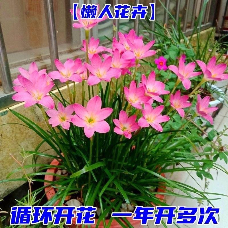Fengyu Orchid Trồng Bóng Hồng Fengyu Orchid Plant Poted Plant Ball Root Flower Four Seasons Flower G