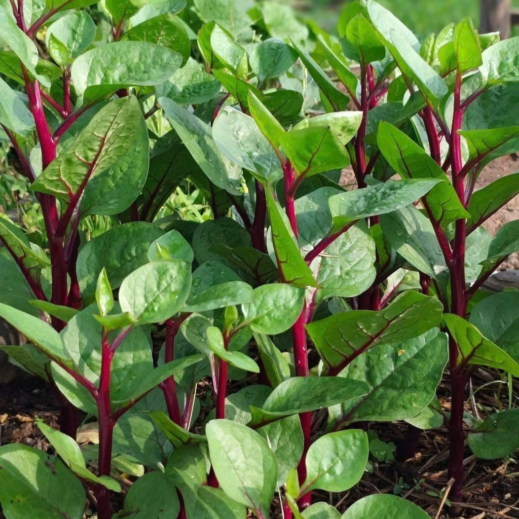 Hạt giống mồng tơi đỏ 5gr (mồng tơi tím) -thegioihatgiong