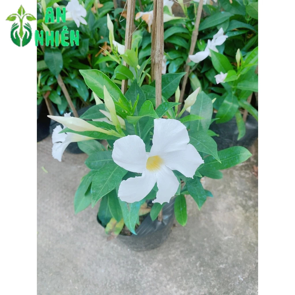 Hỏa-Tốc Cây Tuyết Anh(Huỳnh Anh Trắng,trang đài trắng)
