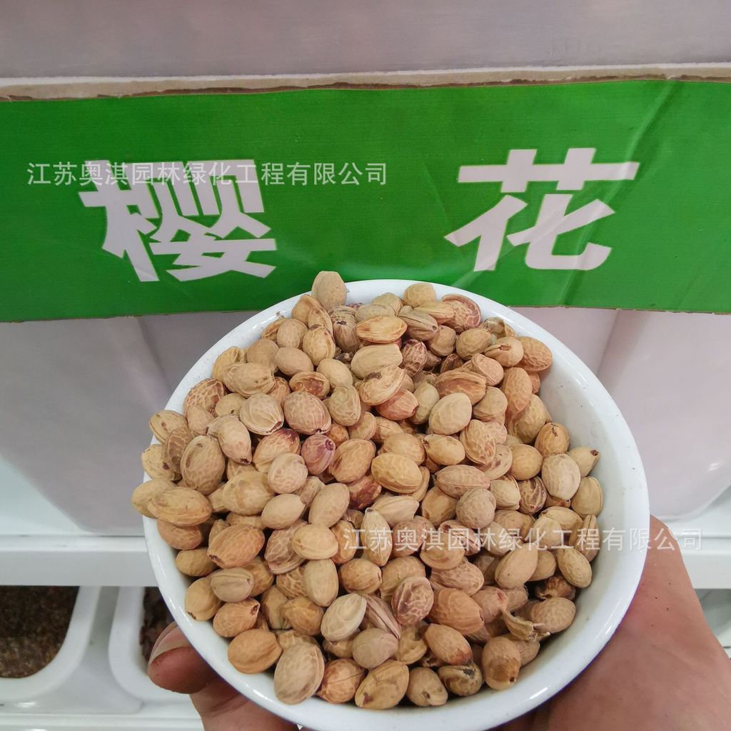 Hàng sẵn có Vận chuyển nhanh ins Cherry Blossom Seed Pink Cherry Blossom Tree Seed Red Cherry Blosso